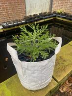 Jonge Giant Sequoia bomen - tijdloos, duurzaam en uniek!, Ophalen, Volle zon, Overige soorten