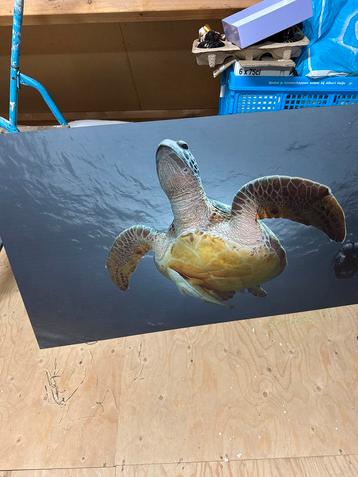 Dibond Schilderij: Schildpad & Duiker 130x70cm beschikbaar voor biedingen