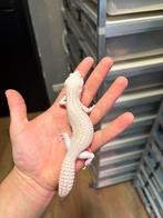 1.0 (giant) supersnow raptor het blizzard luipaardgekko, Dieren en Toebehoren, Reptielen en Amfibieën, Hagedis, 0 tot 2 jaar