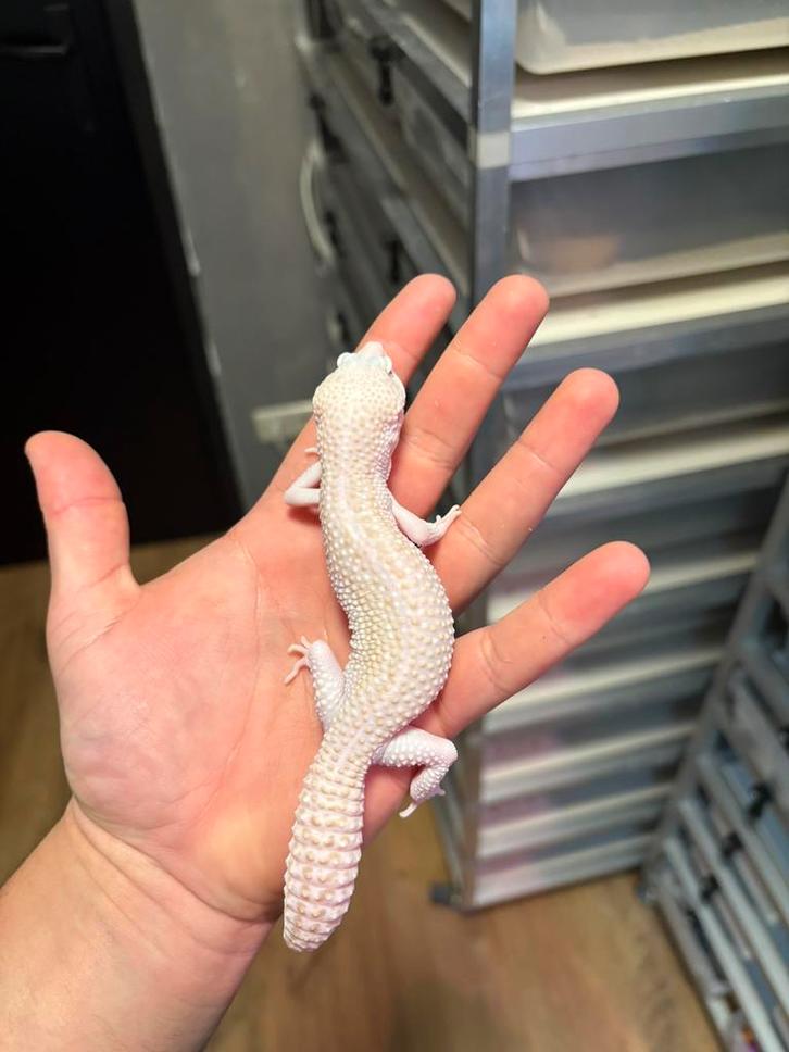 1.0 (giant) supersnow raptor het blizzard luipaardgekko, Dieren en Toebehoren, Reptielen en Amfibieën, Hagedis, 0 tot 2 jaar