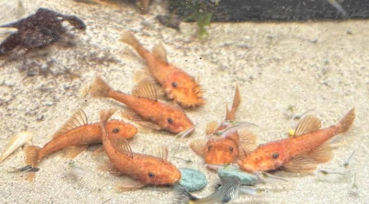 L144 Super Red (Rode algeneters), Dieren en Toebehoren, Vissen | Aquariumvissen, Vis