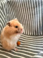 Leuke jonge syrische goudhamster (I), Hamster, December, Meerdere dieren, Tam