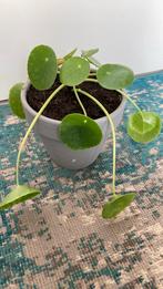 PILEA/PANNENKOEKENPLANT, Overige soorten, Minder dan 100 cm, Ophalen of Verzenden, Halfschaduw