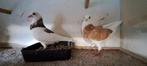 Te koop sierduiven Birmingham Rollers, Dieren en Toebehoren, Vogels | Duiven, Meerdere dieren, Tuimelaar of Roller