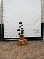 Ilex crenata kinme bonsai, Tuin en Terras, Planten | Bomen, Ophalen, Bloeit niet, Halfschaduw, Overige soorten