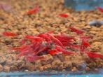 Rode neocaridina garnalen / bloody mary / sakura, Dieren en Toebehoren, Kreeft, Krab of Garnaal, Zoetwatervis, Schoolvis