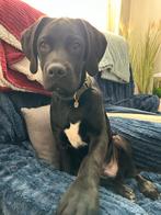 Boxador pup 4,5mnd reutje, 15 weken tot 1 jaar, Reu, Eén hond, Nederland