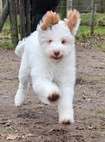 Australian labradoodle alf3, Dieren en Toebehoren, Honden | Retrievers, Spaniëls en Waterhonden, 15 weken tot 1 jaar, Overige rassen
