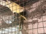 Koppel kakarikie kakarikies, Dieren en Toebehoren, Meerdere dieren