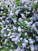 Amerikaanse sering - Ceanothus repens bodembedekker, Bodembedekkers, Vaste plant, Ophalen of Verzenden, Halfschaduw