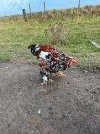 Brahma hanen, Dieren en Toebehoren, Pluimvee, Mannelijk, Kip