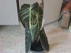 - Groene kamerplant philodendron melanochrysum, Huis en Inrichting, Kamerplanten, Ophalen, Overige soorten, Halfschaduw, In pot