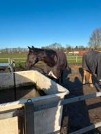 Gezocht: stal 24/7, Weidegang