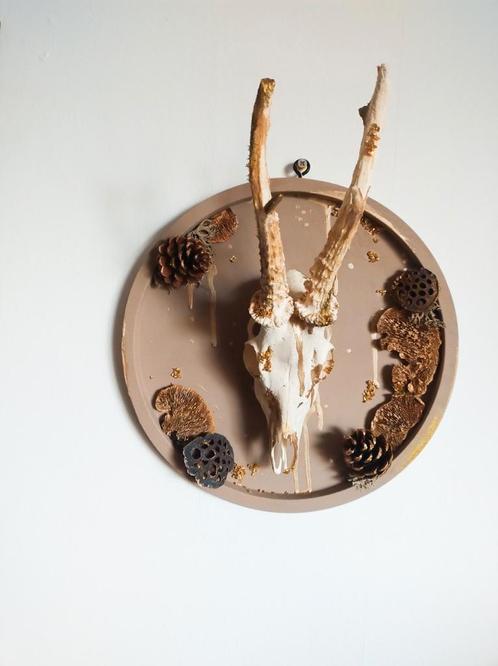 Reebok schedel met gouden details Taxidermy, Verzamelen, Dierenverzamelingen, Nieuw, Schedel, Hert, Ophalen of Verzenden