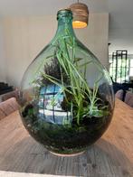 Uniek gesloten planten terrarium, zelfvoorzienend ecosysteem, Ophalen, Zo goed als nieuw