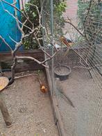 verschillende soorten vogels, zie advertentie, Meerdere dieren, Overige soorten