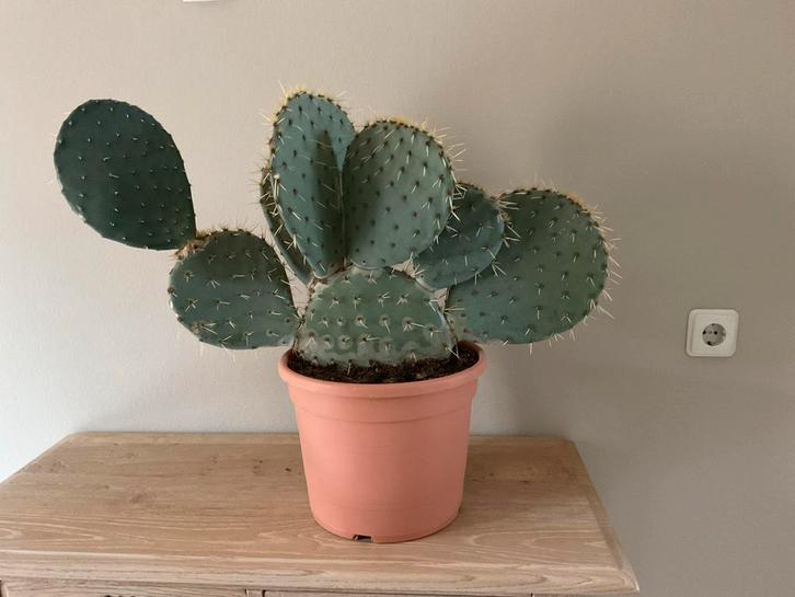 Prachtige Opuntia Cactus in Pot, Huis en Inrichting, Kamerplanten, Cactus, Minder dan 100 cm, Groene kamerplant, Volle zon, In pot