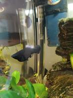 Black Mollies, man,vrouw gup, Dieren en Toebehoren, Vissen | Aquariumvissen, Vis, Zoetwatervis, Schoolvis