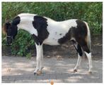Verschillende TOP kwaliteit minipaarden T.K! & Welsh veulen!, Dieren en Toebehoren, Pony's, Merrie, Gechipt, Niet van toepassing