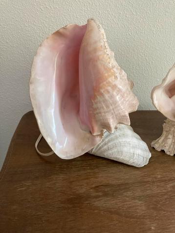 Schelp lamp antiek groot beschikbaar voor biedingen
