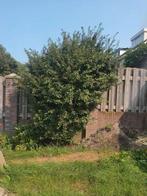 Prunus struik, Tuin en Terras, Ophalen, Overige soorten, 100 tot 250 cm