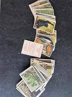 Historische Artis Verkade’s Album dierenplaatjes, Boeken, Prentenboeken en Plaatjesalbums, Ophalen of Verzenden, Zo goed als nieuw