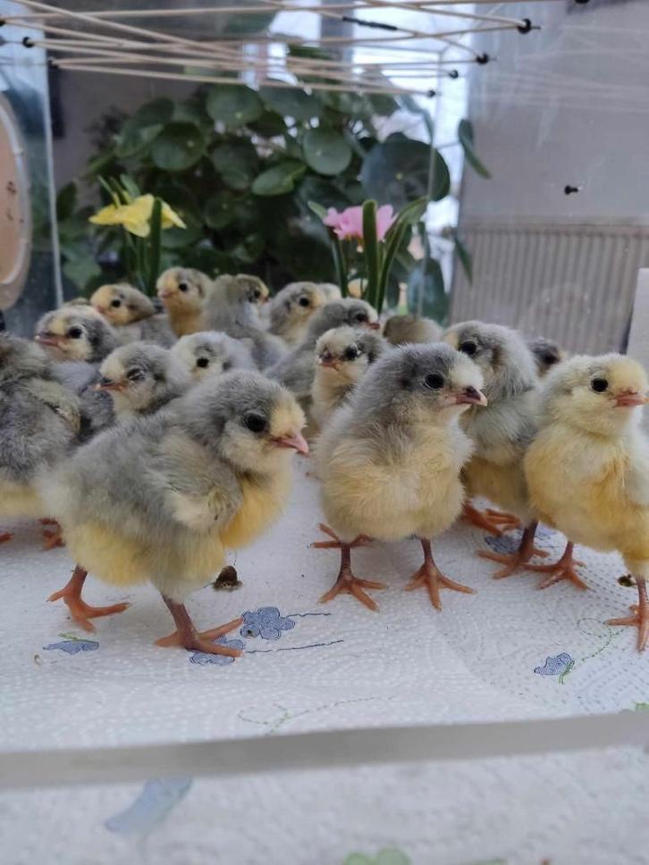 pluimvee, Dieren en Toebehoren, Pluimvee, Kip, Geslacht onbekend