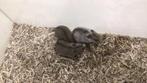 Dwerg hamsters, Chinese dwerg hamster, Meerdere dieren, Hamster, Na 1 juli 2024, Tam