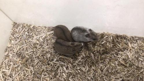 Dwerg hamsters, Chinese dwerg hamster, Dieren en Toebehoren, Knaagdieren, Meerdere dieren, Hamster, Tam