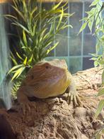 Baardagaam plus terrarium, Dieren en Toebehoren, Reptielen en Amfibieën, Overige soorten, Met terrarium, 0 tot 2 jaar