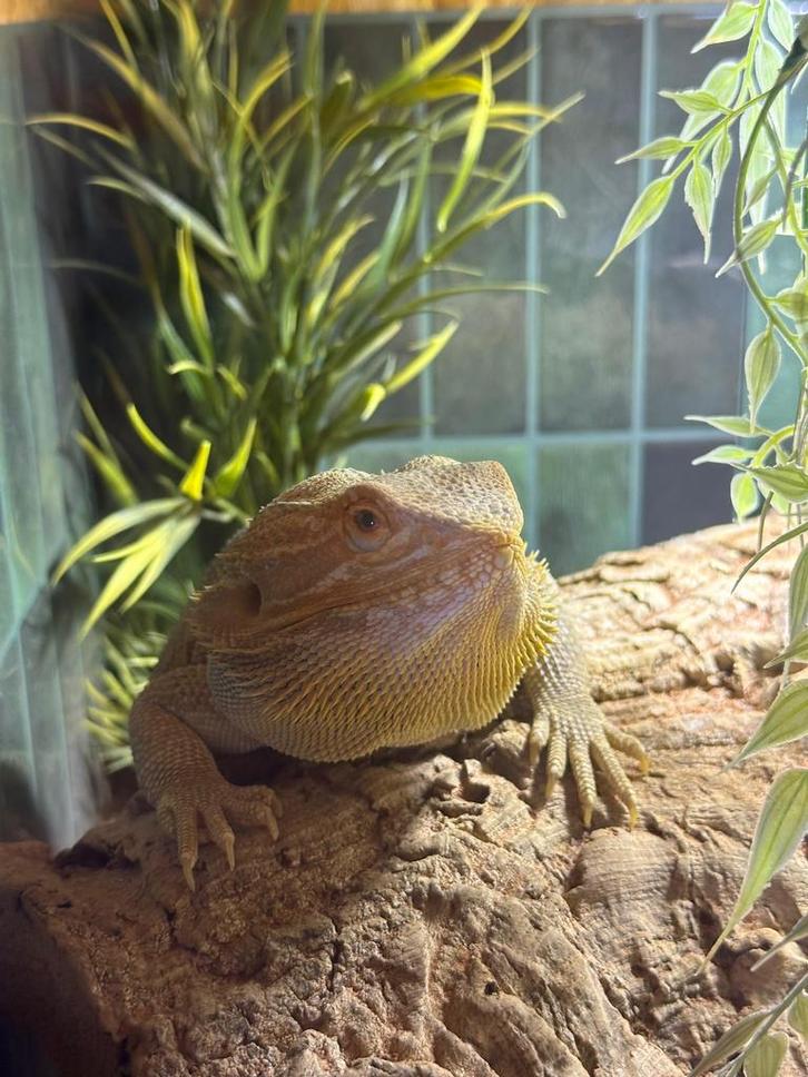 Baardagaam plus terrarium, Dieren en Toebehoren, Reptielen en Amfibieën, Overige soorten, 0 tot 2 jaar, Met terrarium, Tam