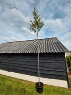 Amelanchier lamarckii krentenboom, Tuin en Terras, Planten | Bomen, Lente, 400 cm of meer, Volle zon, In pot
