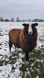 Zwartbles ram, Dieren en Toebehoren, Schapen, Geiten en Varkens, Mannelijk, Schaap