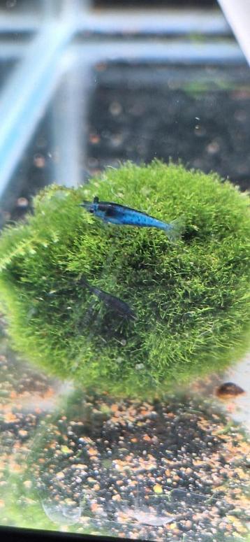 blue dream garnalen neocaridina beschikbaar voor biedingen