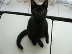 Kleine kittens, Meerdere dieren, Kortharig, 0 tot 2 jaar