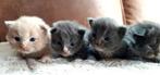 Zeer mooie Siberische kittens blauw en creme rood, Dieren en Toebehoren, Katten en Kittens | Raskatten | Langhaar, Meerdere dieren
