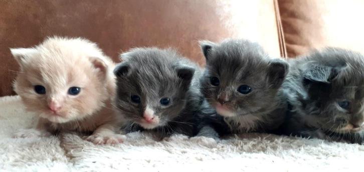 Zeer mooie Siberische kittens blauw en creme rood, Dieren en Toebehoren, Katten en Kittens | Raskatten | Langhaar, Meerdere dieren