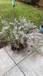 2 lavendel planten, Tuin en Terras, Ophalen
