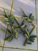 Kerstgroen Nordmann takken per 5 stuks, Ophalen, Nieuw