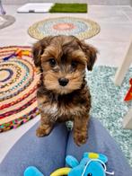 Prachtige boomer x toy poedel pups, Nederland, CDV (hondenziekte), 8 tot 15 weken, Eén hond
