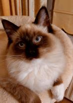 Super Knuffelig ragdoll kitten, Katertje met st.boom, Dieren en Toebehoren, Katten en Kittens | Raskatten | Langhaar, Meerdere dieren