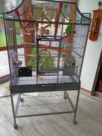 vogel kooi met dwerg parkiet, Mannelijk, Dwergpapegaai of Agapornis