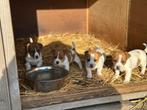 Lieve sociaale jack russel puppy’s, Parvo, Jack Russell Terriër, 8 tot 15 weken, Meerdere