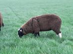 zwartbles ram, zwartbles dekram, Dieren en Toebehoren, Mannelijk, Schaap, 0 tot 2 jaar