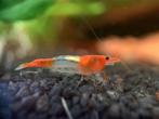 Orange rillie Neocaridina garnalen, Kreeft, Krab of Garnaal