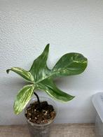 philodendron florida beauty (3), Huis en Inrichting, Ophalen of Verzenden, Overige soorten, Minder dan 100 cm