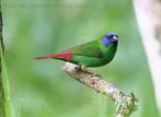 Driekleuren papagaaiamadine, Dieren en Toebehoren, Vogels | Overige Vogels, Meerdere dieren, Tropenvogel, Geringd