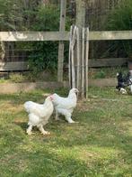 Verschillende hanen, Dieren en Toebehoren, Pluimvee, Mannelijk, Kip