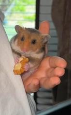 Syrische hamster, Dieren en Toebehoren, Knaagdieren, Hamster, April, Mannelijk, Tam