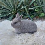 Kleurdwerg, Dieren en Toebehoren, Konijnen, Vrouwelijk, Dwerg, 0 tot 2 jaar